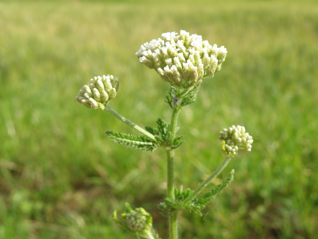 Achillea millefolium / Millefoglio comune